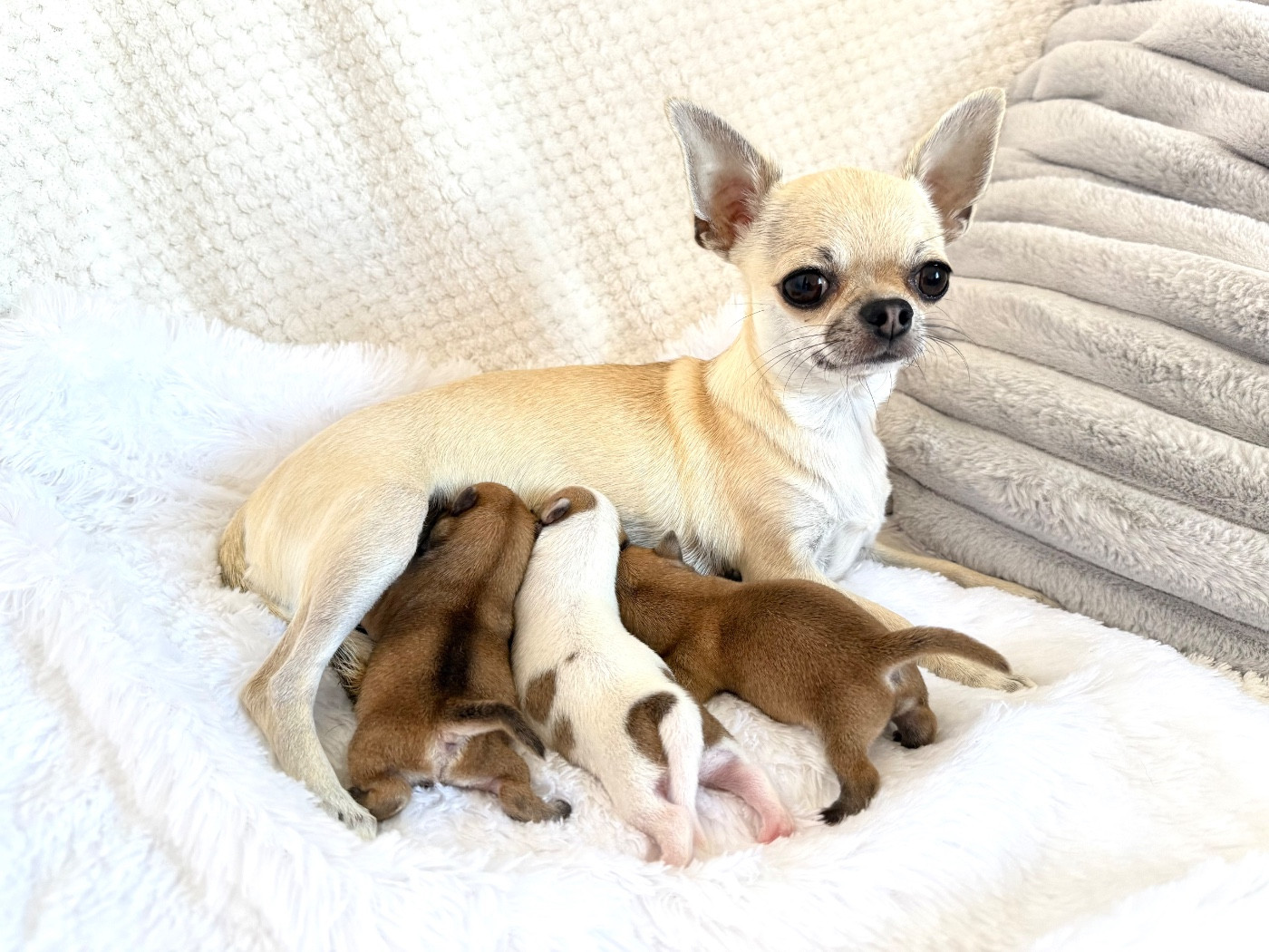 Nicole Valentin - Chihuahua - Portée née le 19/10/2025