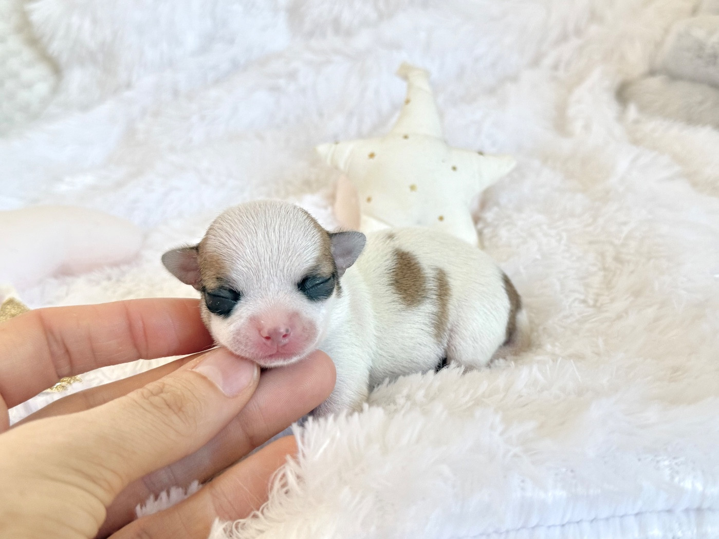 Nicole Valentin - Chiots disponibles - Chihuahua