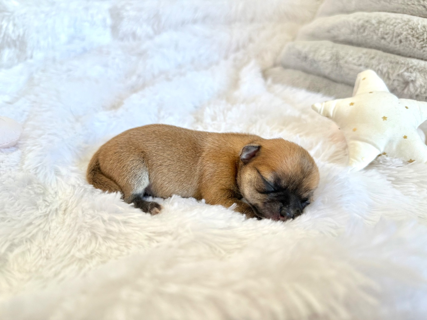 Nicole Valentin - Chiots disponibles - Chihuahua