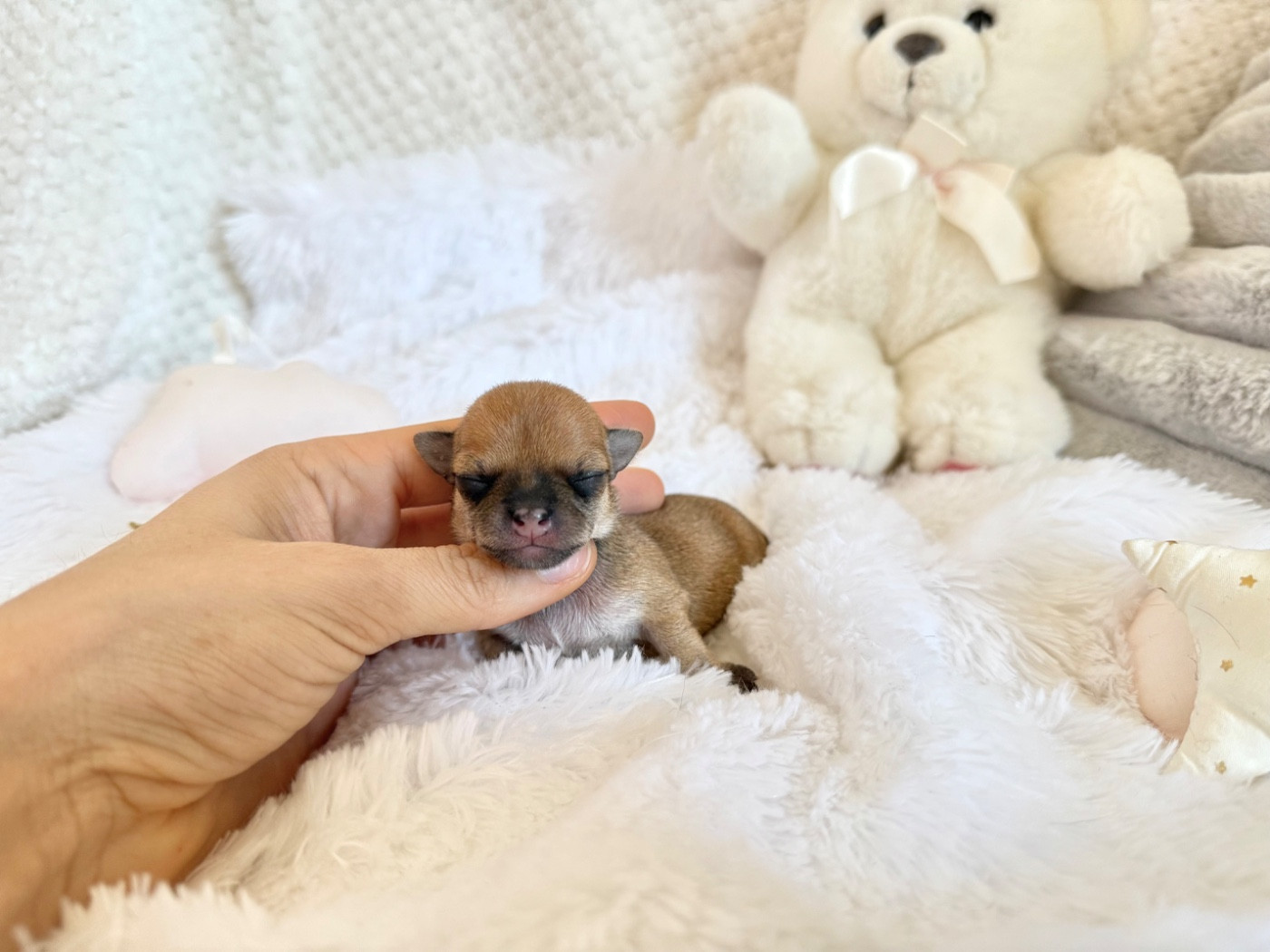 Nicole Valentin - Chiots disponibles - Chihuahua