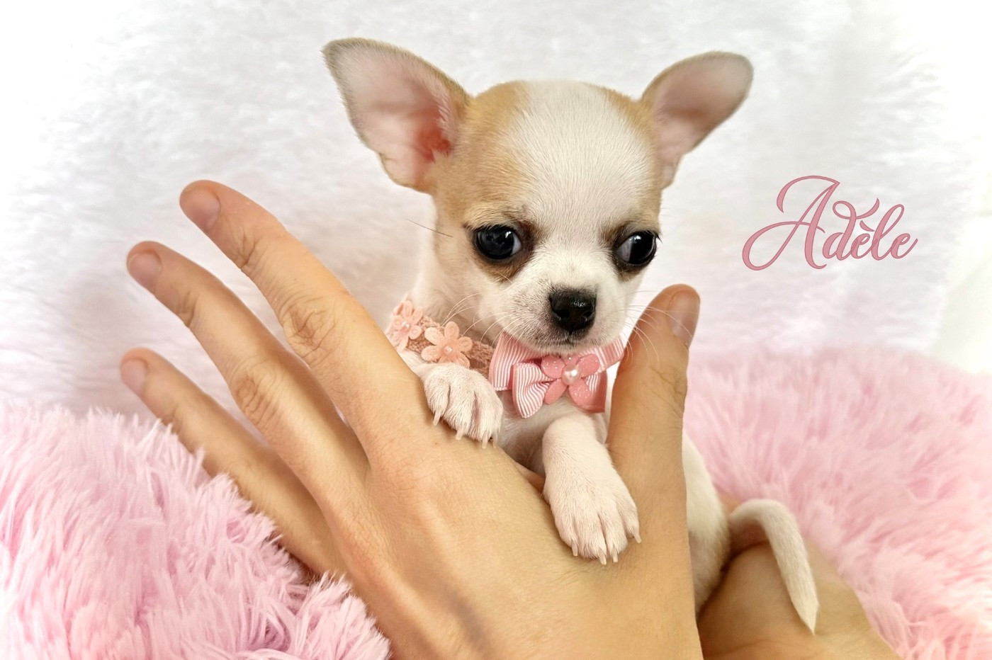 Nicole Valentin - Chiots disponibles - Chihuahua