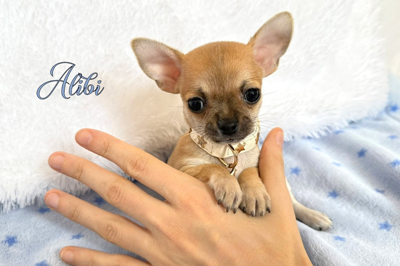 Nicole Valentin - Chiots disponibles - Chihuahua