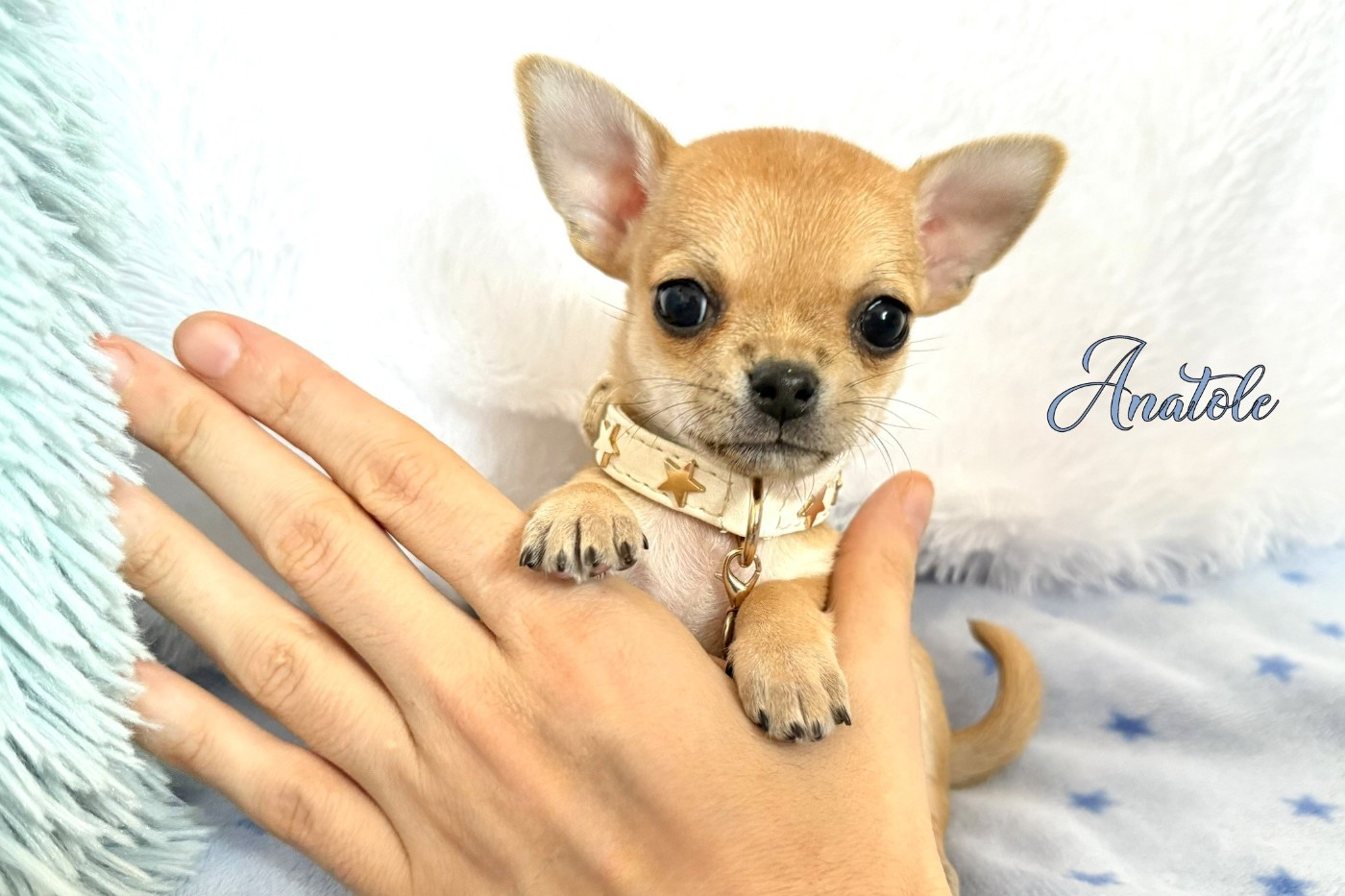 Nicole Valentin - Chiots disponibles - Chihuahua