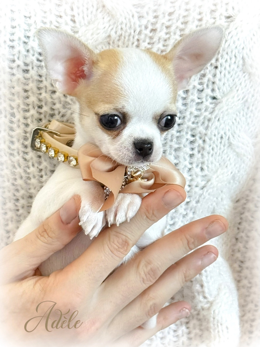 Nicole Valentin - Chiots disponibles - Chihuahua