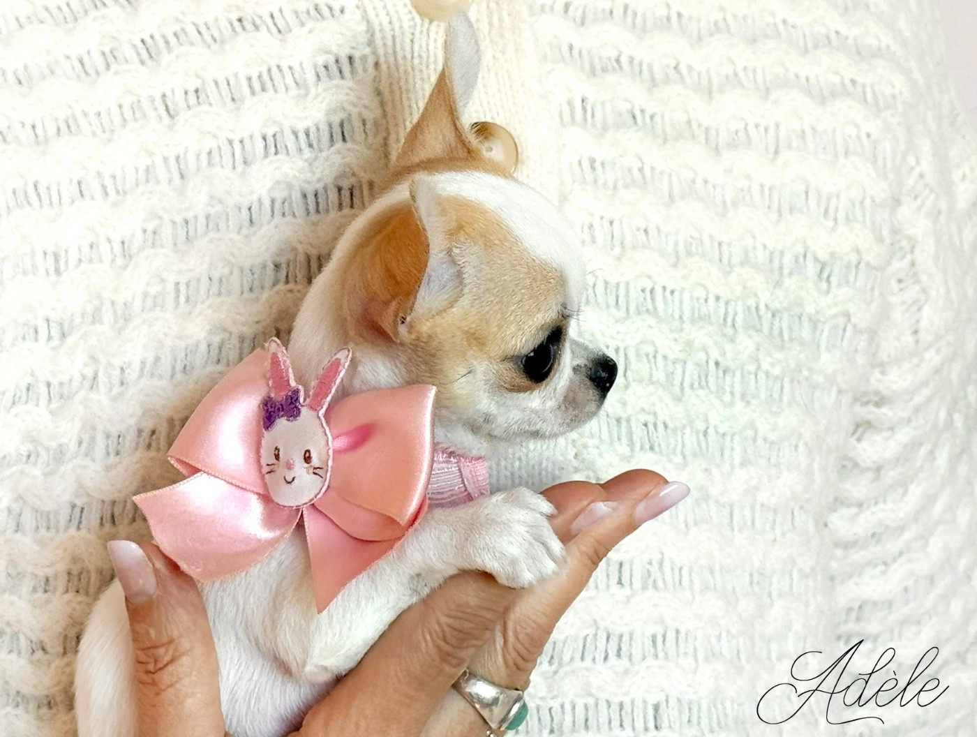 Nicole Valentin - Chiots disponibles - Chihuahua